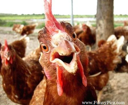 funny-looking-rooster-chicken-funnypica-com_.webp