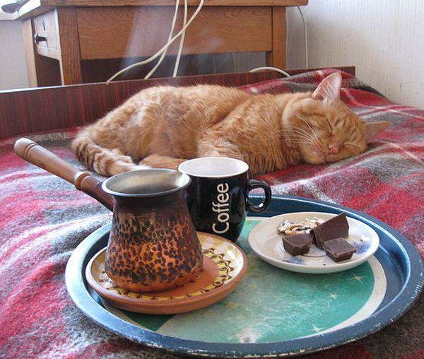 funny-pictures-cat-wake-up-morning-coffee.jpg