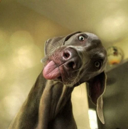 Funny-Weimaraner-77.webp