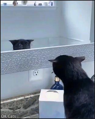Funny_Cat_GIF__Dramatic_black_cat_scared_of_his_own_reflection_in_bathroom_mirror_ok-cats_com.gif
