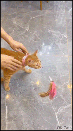 Funny_Cat_GIF__Ginger_cat_playing_hard_with_his_feather_collar_toy_haha_33__ok-cats_com.gif
