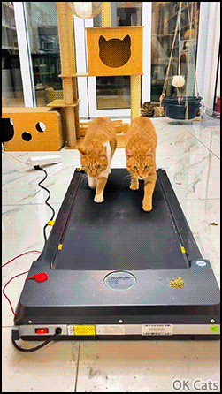 Funny_Cat_GIF__Treadmill_time_because_3_kitties_need_a_healthy_life_even_though_they_all_have_...gif