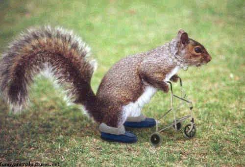 funny_squirrel_2.jpg