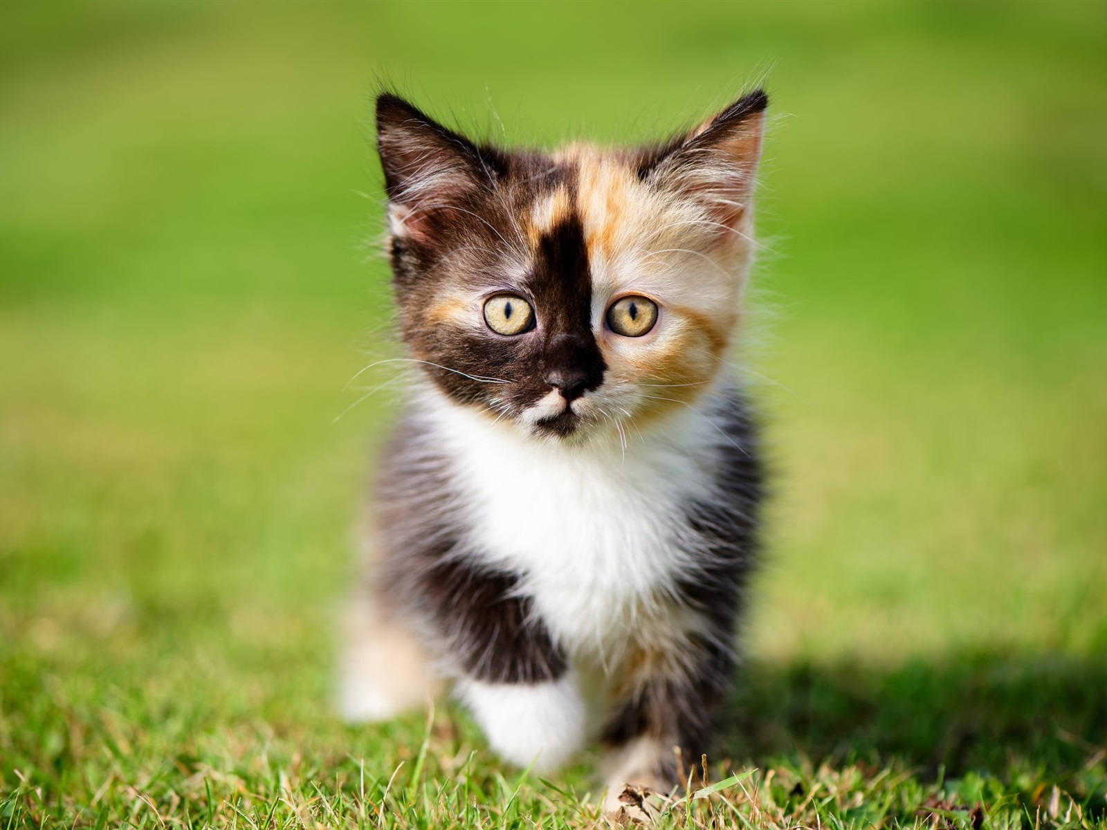 Furry-kitten-three-colors-grass_1600x1200.jpg