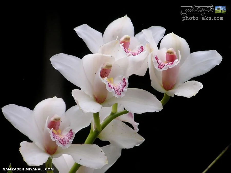 gal48.webp