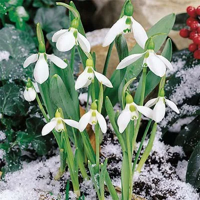 galanthus-elewesii.webp