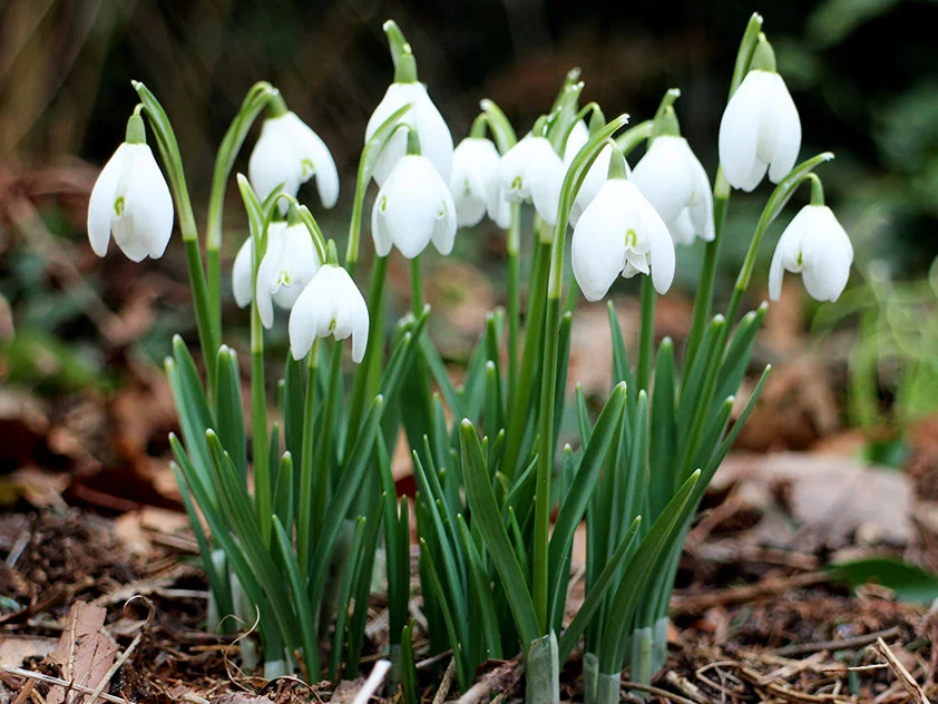 Galanthus01.webp