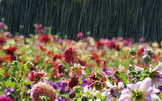 Garden-flowers-rainy_m.webp