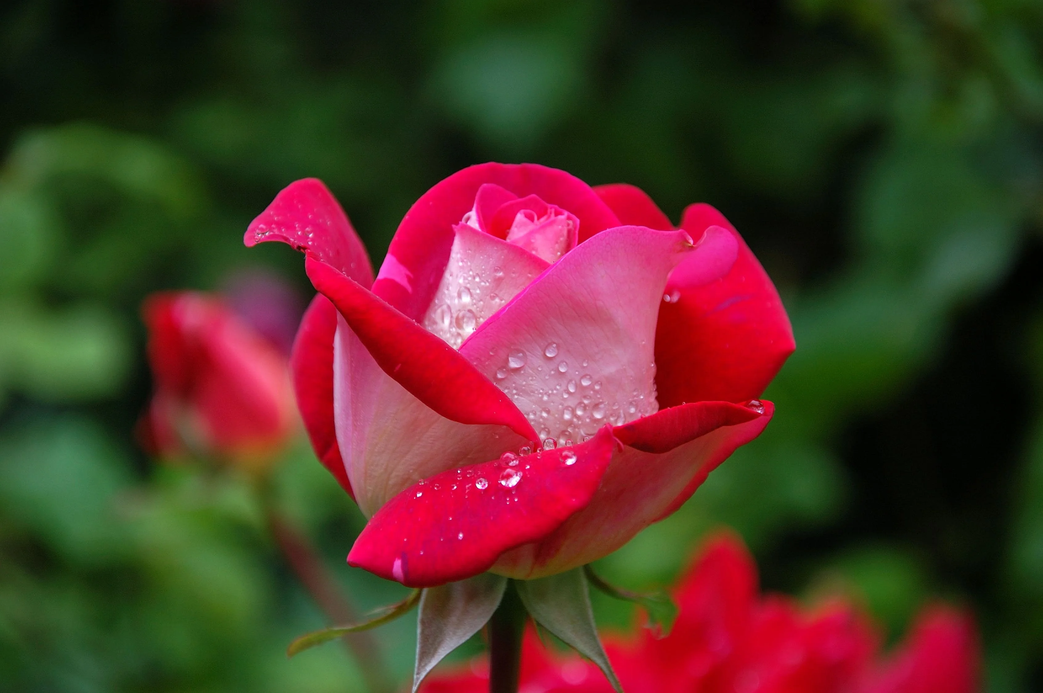 garden-rose-red-pink-56866.webp