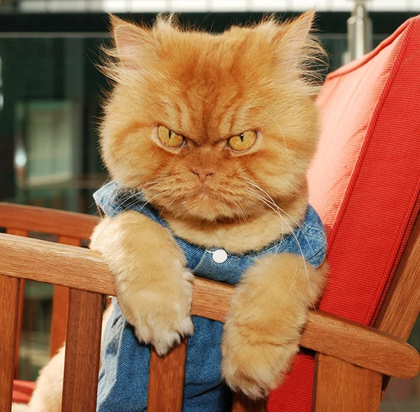 garfi-evil-grumpy-persian-cat-12.webp
