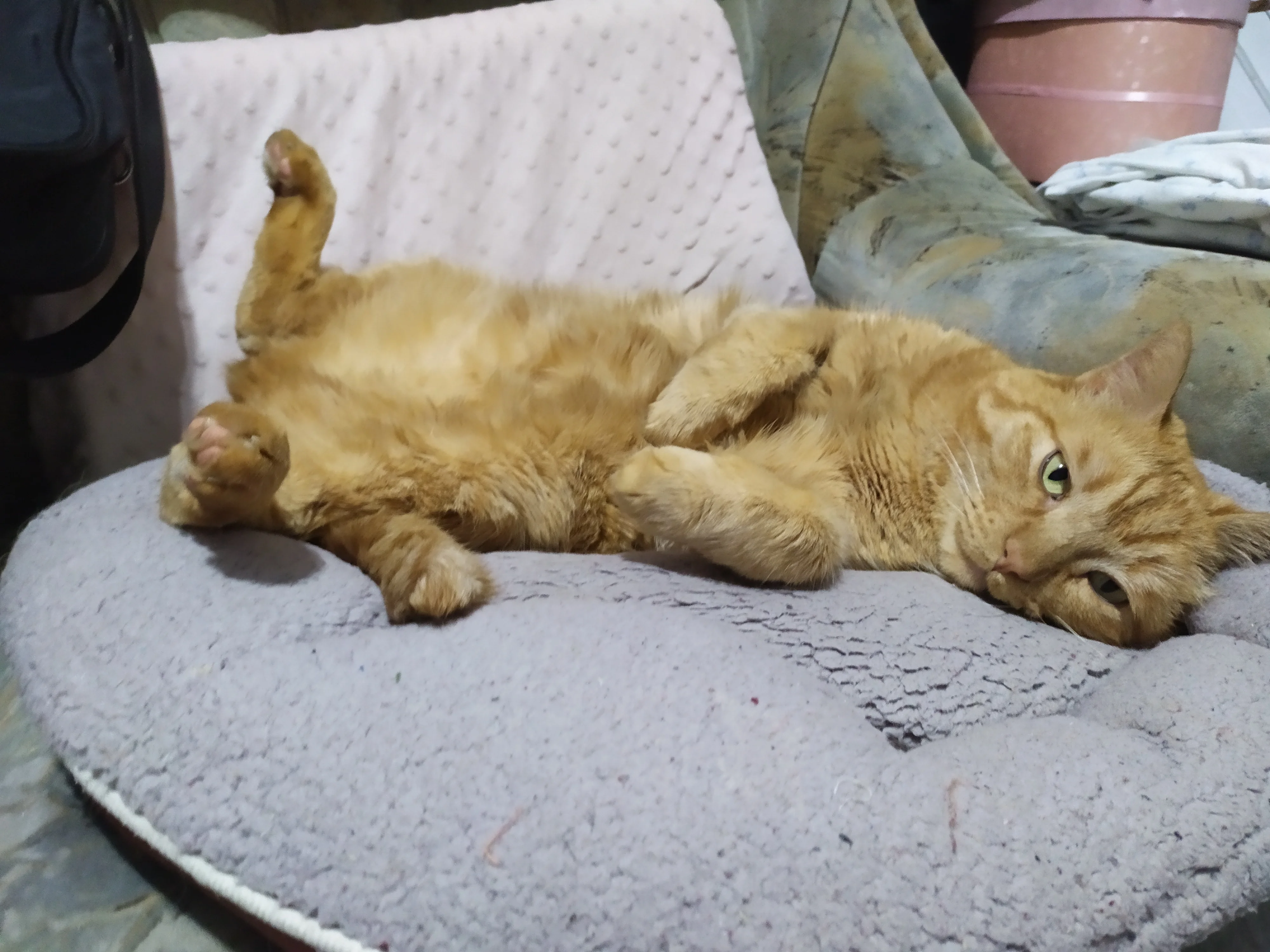 Гарфилд (2).webp