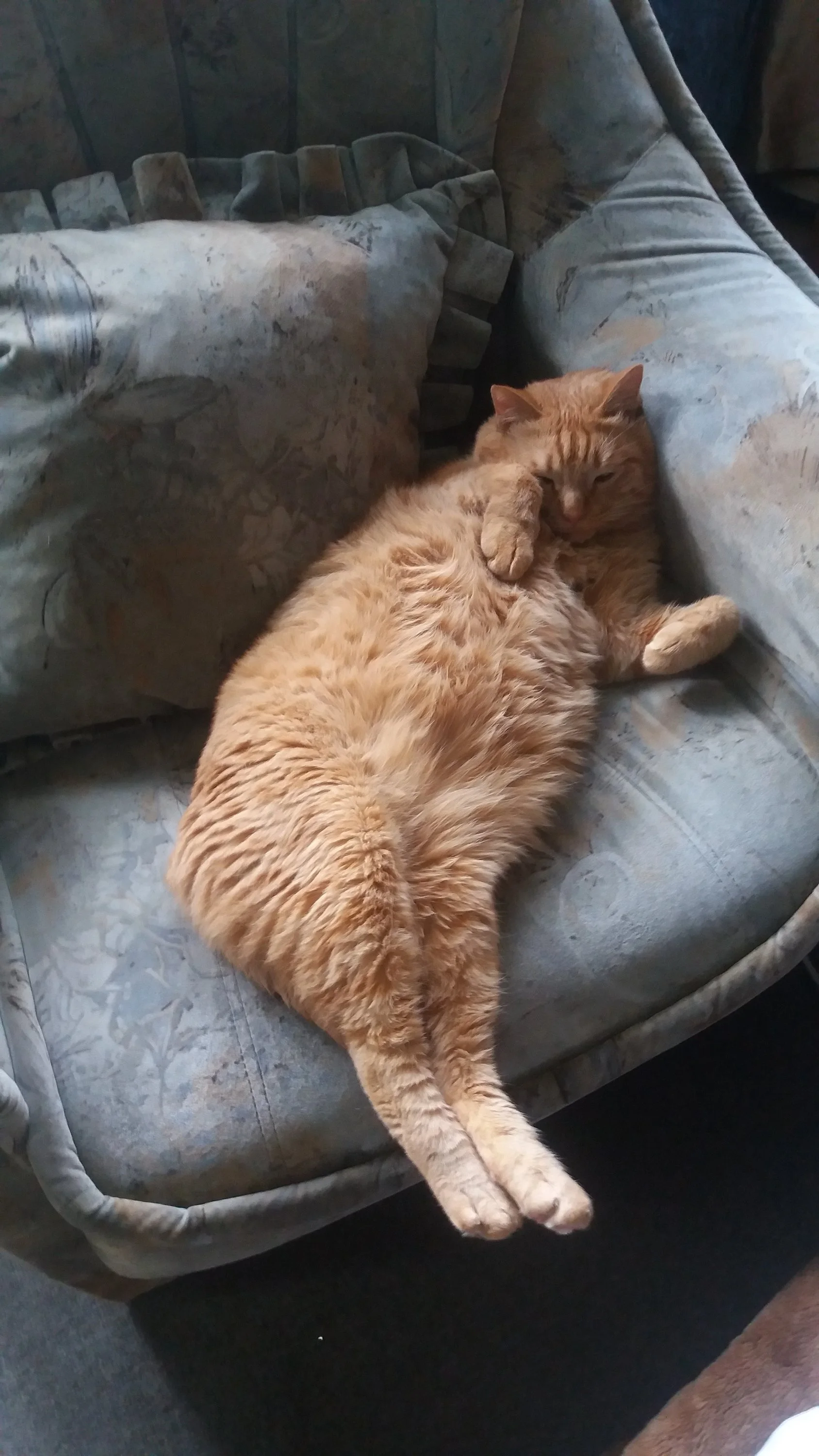 Гарфилд (3).webp