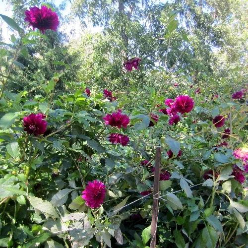 георгины.webp