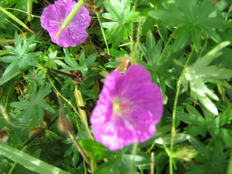 герань садовая.webp