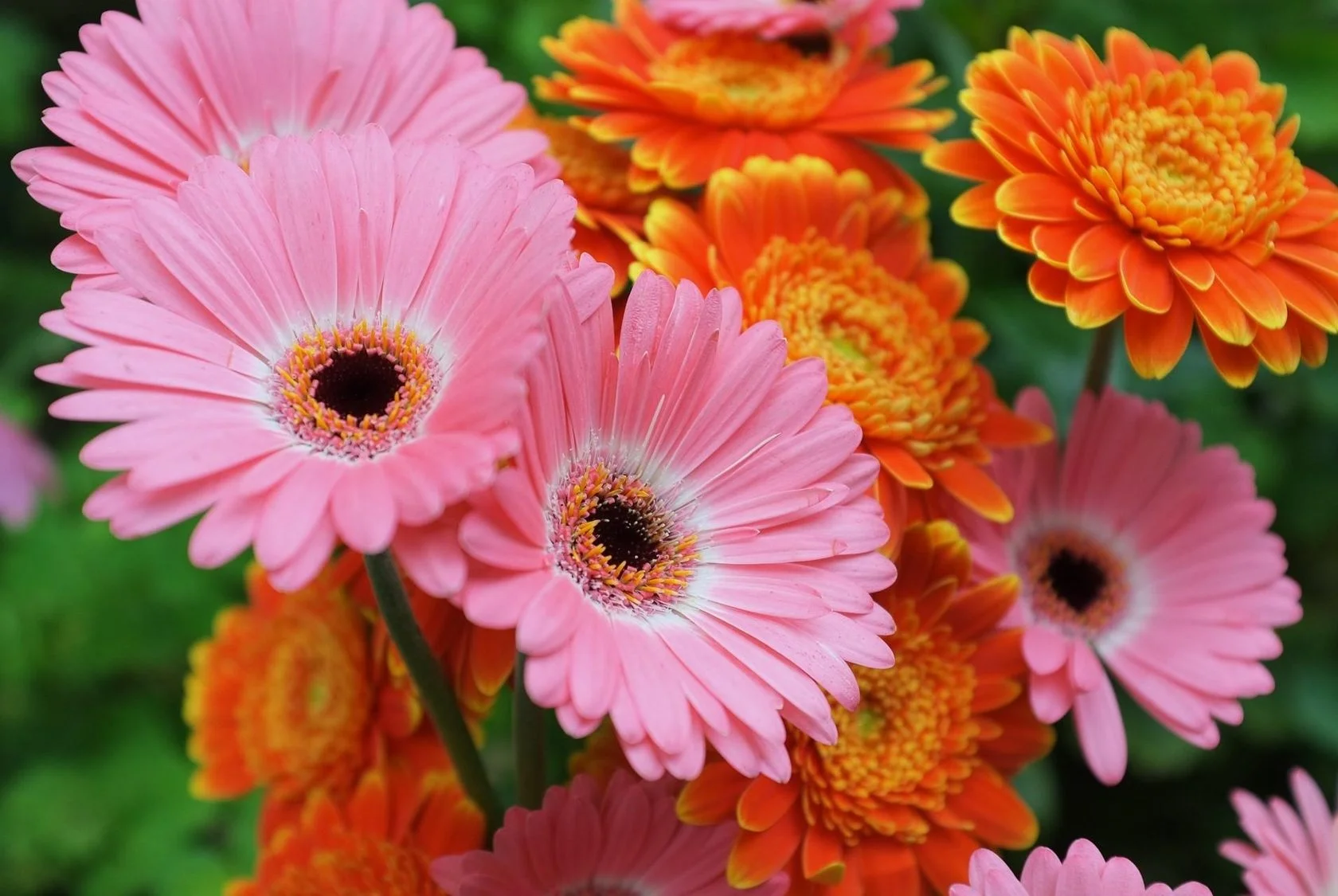 gerbera-flowers-Focu.webp