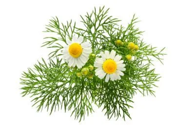 german-chamomile-400x263.webp