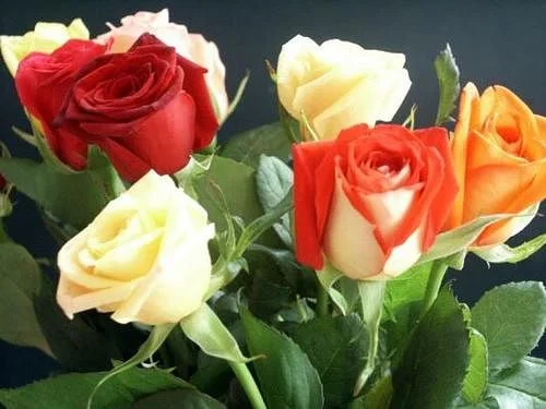 getImage (141).webp