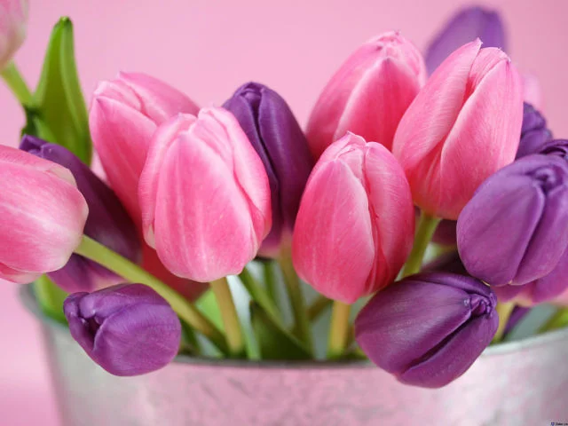 getImage (17).webp