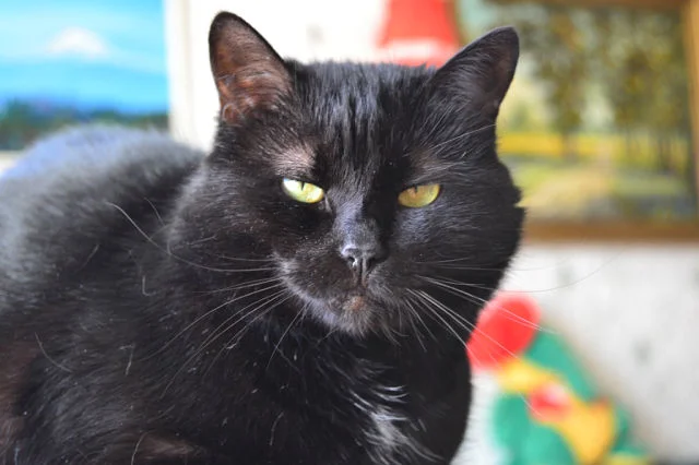 getImage (2) (1).webp