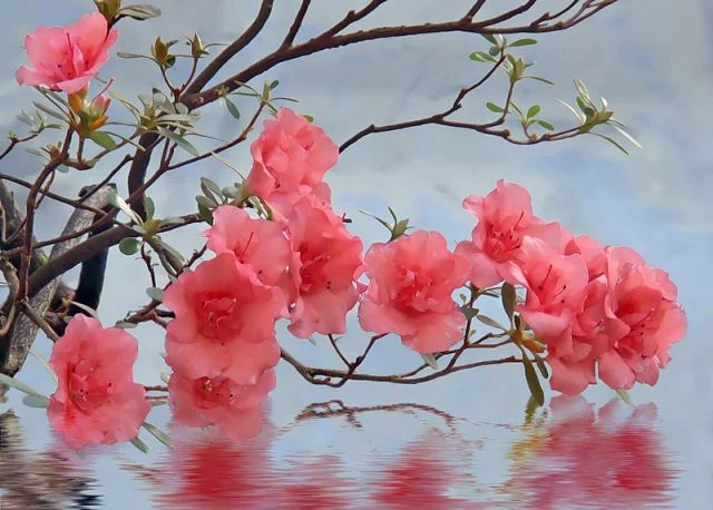 getImage (35).webp