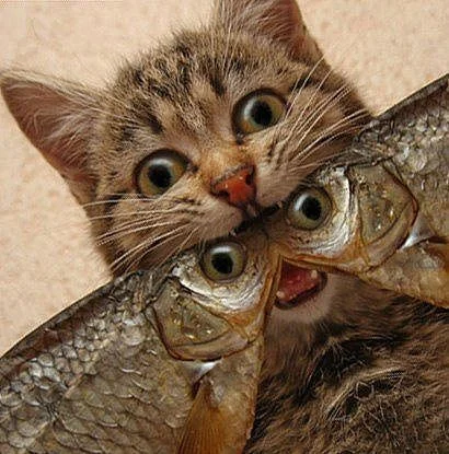 getImage (5).webp