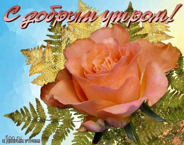 getImage (51).webp