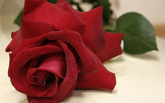 getImage (85).webp