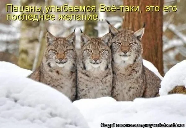 getImage_рыски.webp