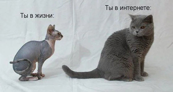 getImageCAO2OM95.webp