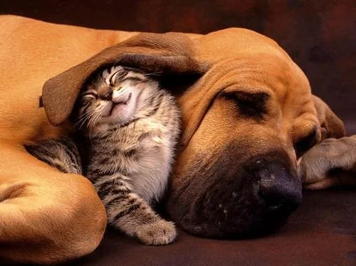 getImageCAR20Q9F.webp
