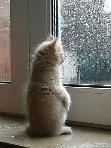 getImageCAZPNEWF.webp