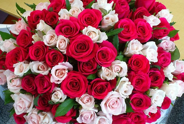 getImageDFNZN16G.webp