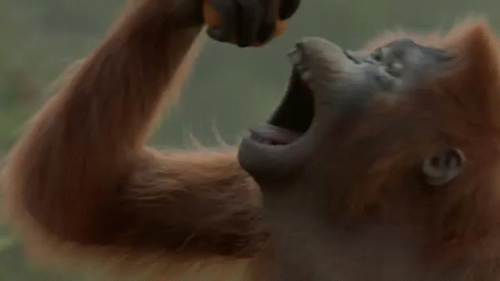гибон.gif