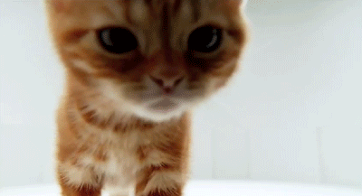 gif-kitten-Favim.com-3469274.gif