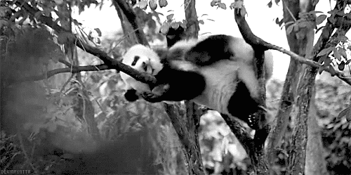 gif-panda-Favim.com-2589033.gif