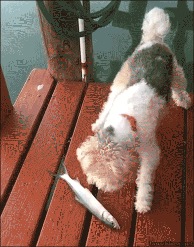 gifkasobakenispug_yapfiles.ru.gif