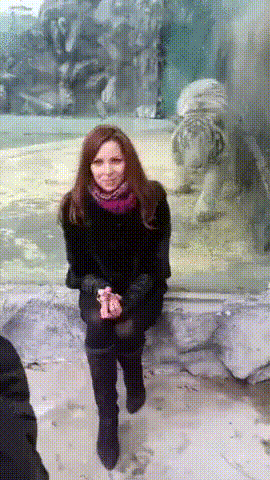 гифки-тигр-попытка-не-пытка-3147946.gif
