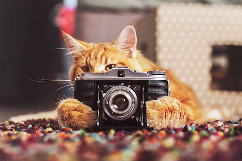 ginger-cat-photography-kotleta-cutlet-kristina-makeeva-hobopeeba-1.jpg