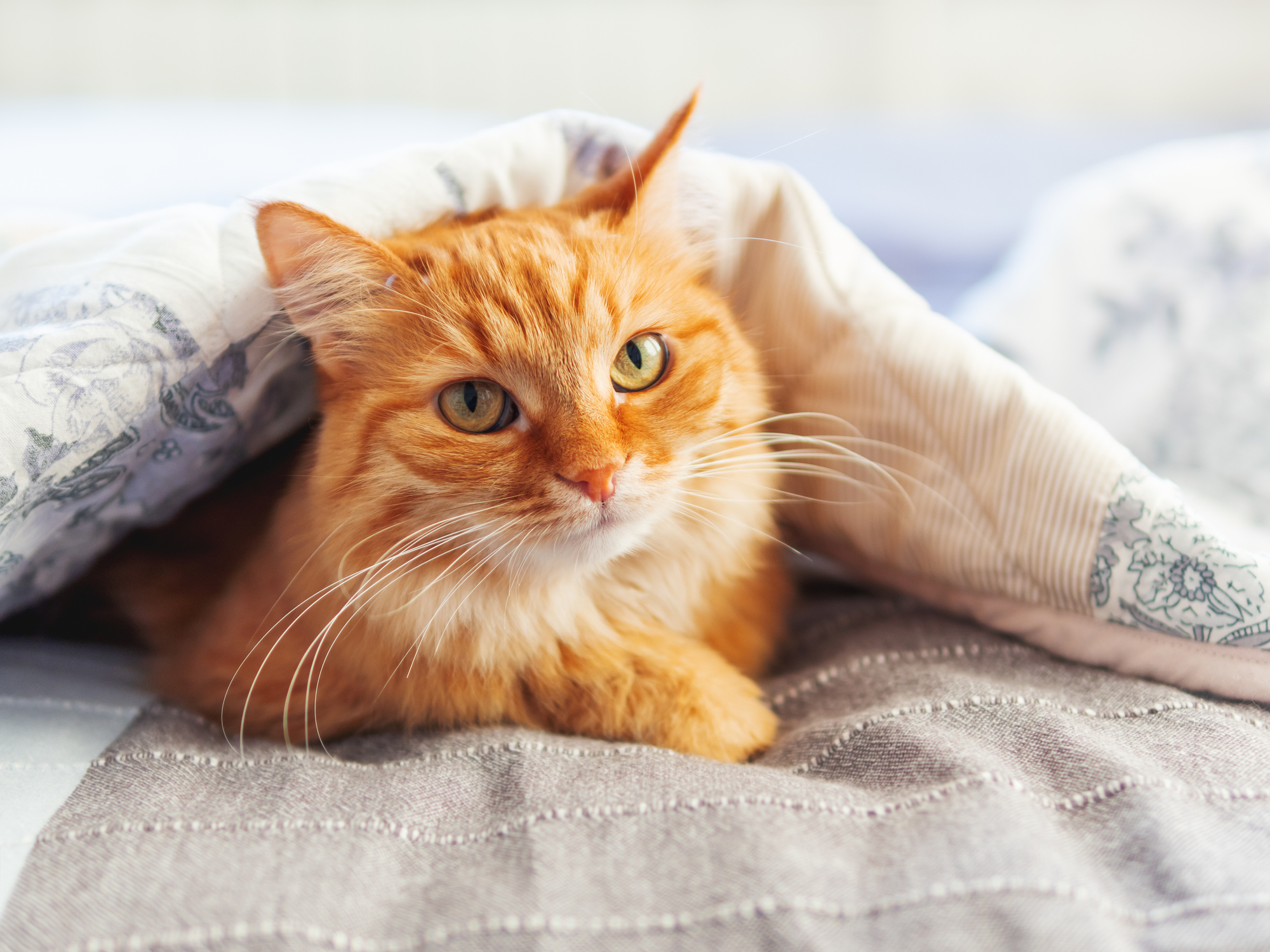 ginger-tabby-cat.jpg