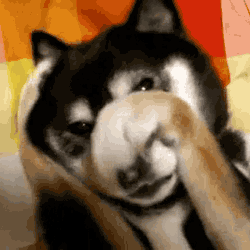 giphy (31).gif