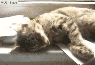 giphy (4).gif