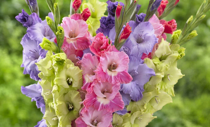 gladiolus_10.webp