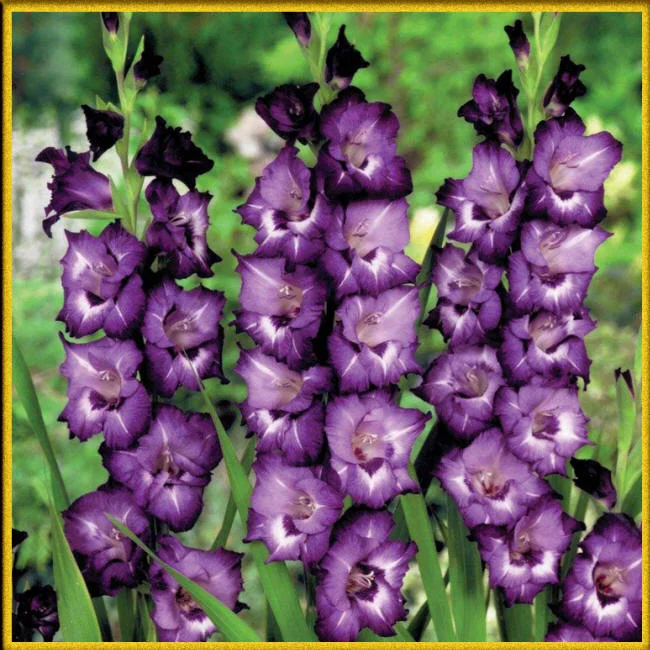 gladiolus_small.webp