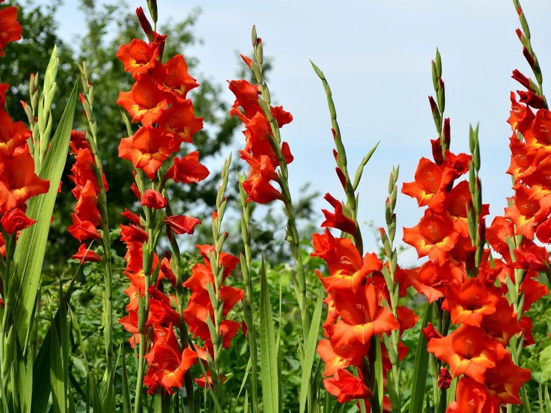 gladiolusi1.webp