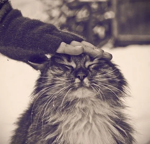 гладить-котэ.webp