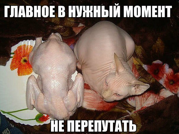 glavnoe-v-nuzhnyiy-moment-ne-pereputat.jpg