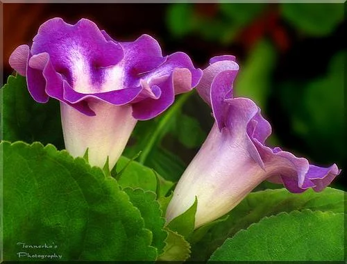 Gloxinia_15.webp