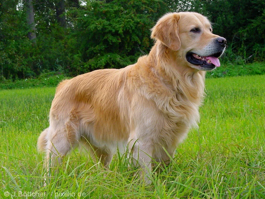 golden-retriever.webp