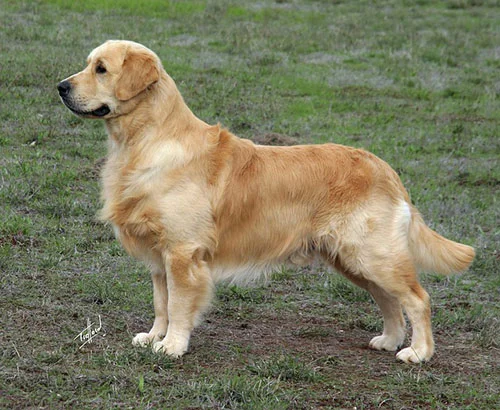 Golden-Retriever1.webp