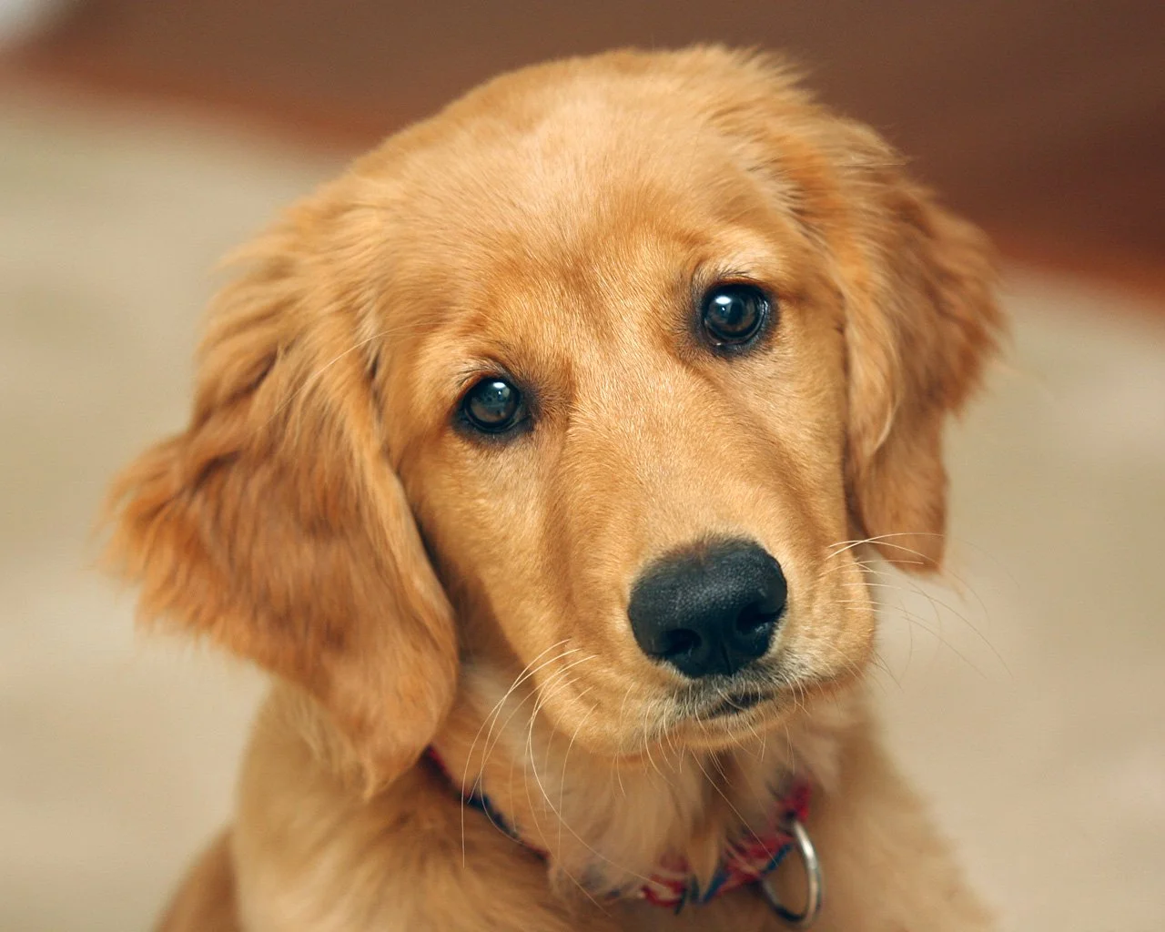 golden-y-labrador-retriever-2.webp